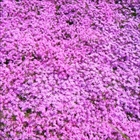 相模川芝ざくらまつり