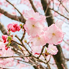 おおさわ桜まつり