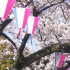 第29回 南区桜まつり