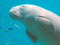 hama-dugong　さん