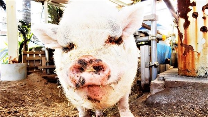 今日は豚の日！　神奈川県の豚に関する記事を紹介！【編集部厳選】